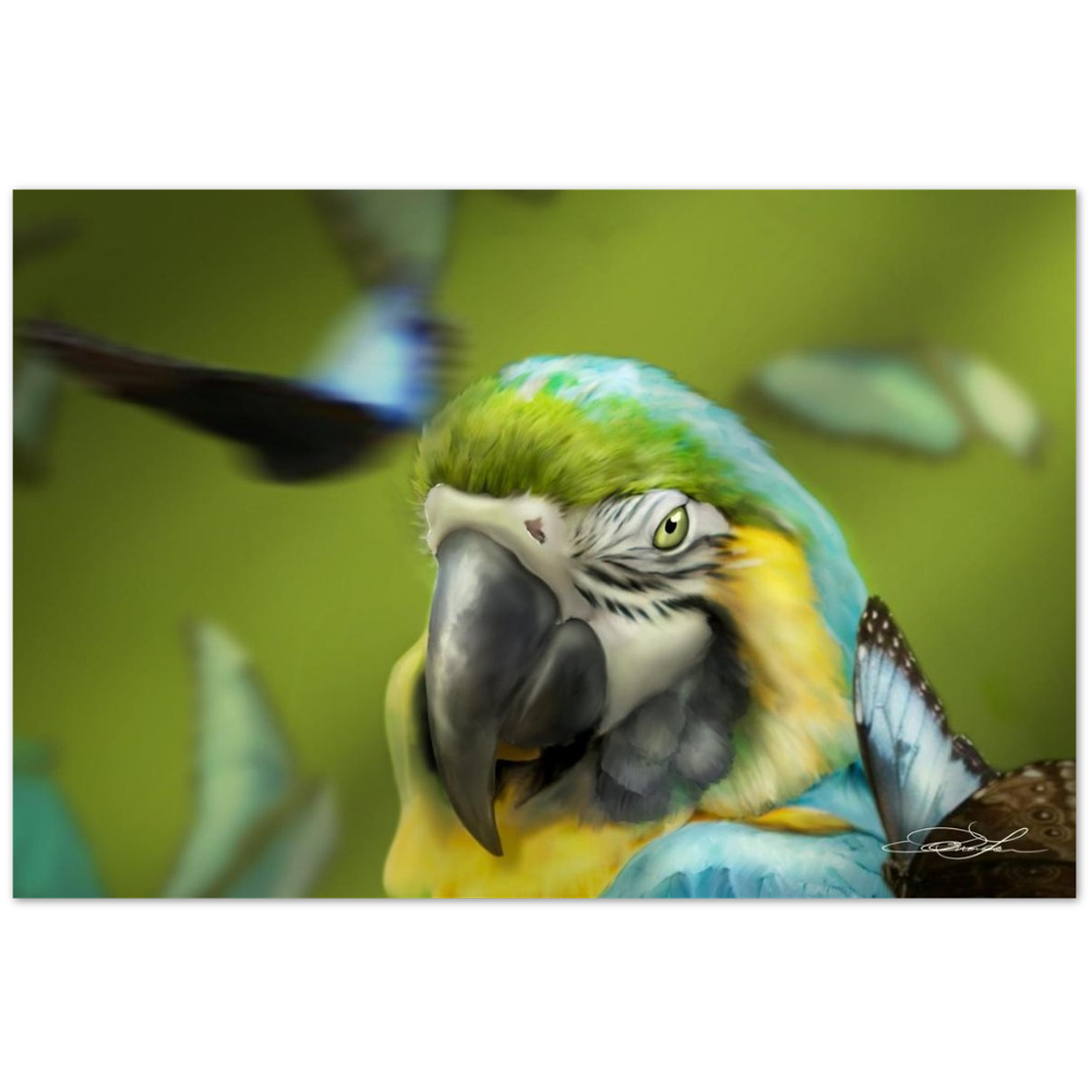 Macaw