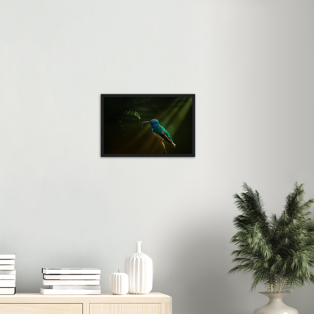 The Hummingbird Framed Poster